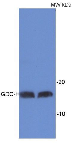 western blot detection using anti-GDC-H antibody